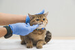 The doctor takes swab from the cat's mouth for analysis. Veterinarian and pet health