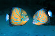 Blue ring angelfish Pomacanthus annularis. Marine fish.
