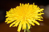 Fototapeta Dmuchawce - żółty kwiat mniszek lekarski w dużym zbliżeniu makro
