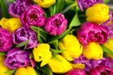 Fototapeta Tulipany - Closeup of a bunch of tulips. Purple,pink and yellow flowers. Spring background