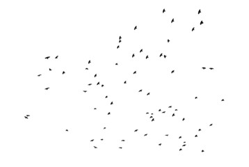 A flock of flying birds. Free birds. Vector illustration