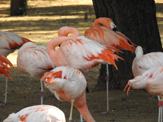 Wall Mural - A closeup shot of group of flamingos by a tree