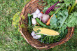 Homegrown vegetables in wicker basket in garden. Local harvest on farm