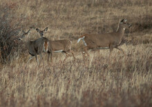 Three Whitetail Deer On A Grassy Hill