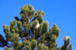 nid de chenilles (chenille) processionnaires (processionnaire) du pin dans les aiguilles vertes d'un sapin sur fond de ciel bleu uni