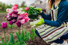 Fresh Tulips Gathered In Metal Basket In Spring Garden. Gardener Woman Holds Flowers Wearing Gloves And Apron