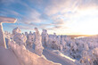 Sunset over a snowy forest in Lapland. Trees covered with snow and colorful sky in the rays of the sun and clouds. Winter landscape.