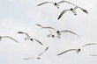 Schwarm Seevögel in der Luft