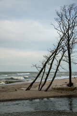 Wall Mural - Coast of Baltic sea with broken trees.