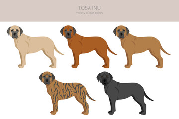 Wall Mural - Tosa Inu clipart. Different poses, coat colors set