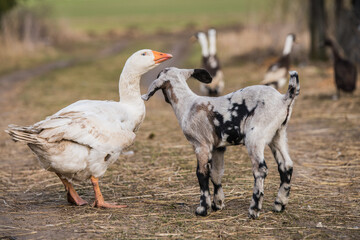 Wall Mural - Small goat with white goose outside on the yard