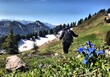 Bergwanderer mit Rucksack im Frühjahr und Enzian im Vordergrund
