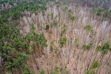 Poster - Drone photo of Bialoleka Dworska Forest in Bialoleka district in Warsaw, capital of Poland