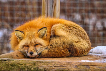 Wall Mural - Shubenacadie Wildlife Park, Nova Scotia, Canada