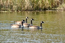 Four Geese Swimming In A Pond
