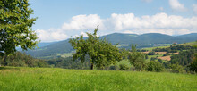 Rural Landscape Bayerischer Wald, Green Pasture And Apple Orchard, Lower Bavaria