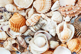 Fototapeta Łazienka - Colorful tropical seashells. Top view. Natural background