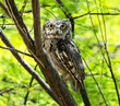 Western Screech Owl In Tree