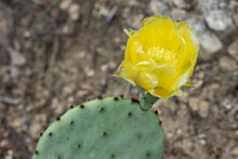 Yellow Beavertail Cactus, Close-up
