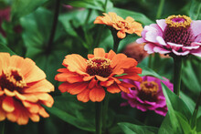 Zinnia Flowers In The Garden, Orange And Pink Zinnias Closeup