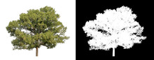 Trees On Transparent Picture Background With Clipping Path, Single Tree With Clipping Path And Alpha Channel On Black Background.