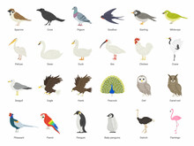 たくさんの種類の鳥類のイラストセット