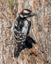 Downy Woodpecker On A Tree