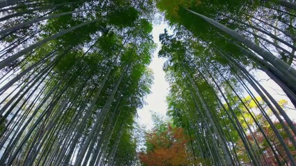 Poster - 竹林と紅葉