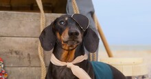 Cute Black Dachshund Friend Dressed As Pirate With Eyepatch Sits On Beach Barking After Shipwreck BY Ocean In Cloudy Weather Closeup