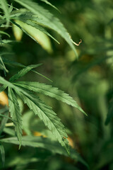 Sticker - A shallow focus of V plant with green leaves and a blurred green background