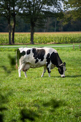 Poster - A black-and-white cow grazing in the pasture