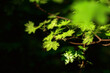 Green leaf in spring forest
