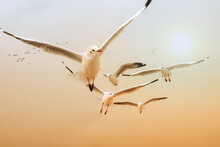 Flock Of Seagull Seabird Flying Together In Golden Sky Of Sunset