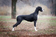 Black and white great dane in autumn field