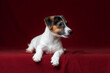 Small dog jack russell terrier on red background 