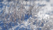 Frozen winter trees in tundra