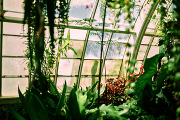 Sticker - An inside view of a green house in San Francisco, California with a worker washing the windows