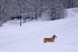 Fototapeta Psy - A dog in the snow. Winter in Russia