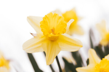 Wall Mural - yellow daffodil flowers close-up, shallow depth of field selective focus