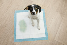 Portrait Puppy Dog Sitting On A Pee Training Pad With A Spot Looking Up On Wooden Floor.