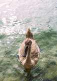 Fototapeta Morze - Junger Schwan im Wasser bei Sonnenschein vertikal
