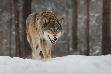 Wall Mural - European wolf in the winter forest close-up. The predator is walking through the snowy forest. Wild nature. Hunting.