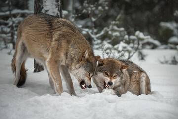 Wall Mural - Winter scene in a pine snowy forest. Two adult European gray wolves (canis lupus) in an aggressive posture. One of the predators with huge white fangs growls at the other. Wolf in natural habitat.