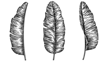 black and white engrave isolated palm leaf illustration