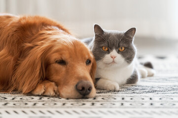 Poster - The British short haired cat and the golden retriever get close together