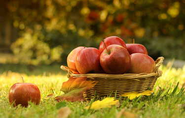 Wall Mural - Basket of Red Apples outdoors in Autumn