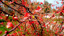 The First Flower To Bloom In Spring Is Chaenomeles Japonica