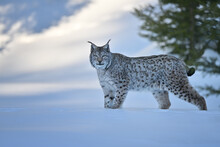 Eurasian Lynx Walking, In Winter Snow Forest Sumava National Park Kvilda