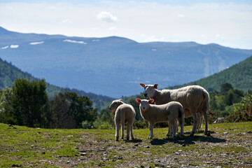 Sticker - A mother sheep and two lambs with Dovrefjell, Norway in the background