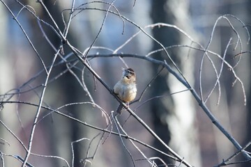 Wall Mural - sparrow on a branch